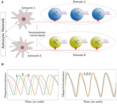 Emulation of Astrocyte Induced Neural Phase Synchrony in Spin-Orbit Torque Oscillator Neurons